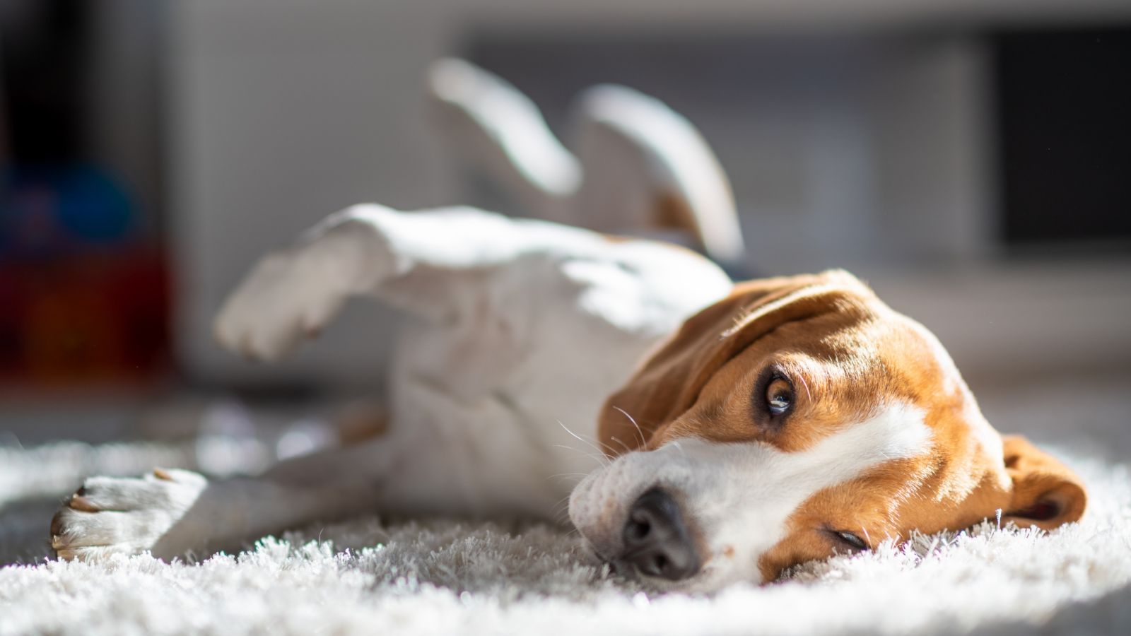 Un perro descansando sobre la alfombra